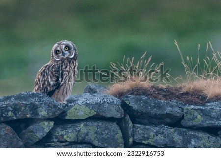 Cute young short-eared owl (Asio flammeus) sits on a stone wall, Perthshire, Scotland