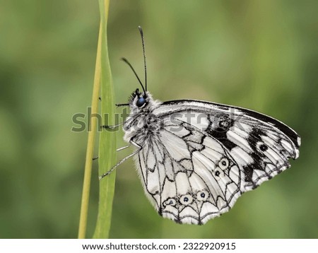Melanargia galathea, the marbled white, the butterfly is white with brown, gray to black patterns. 
The image has a natural blurred environment of a meadow and can decorate interior walls.