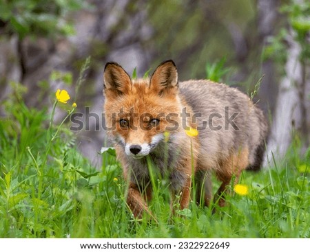 Beautiful red fox trotting through a meadow with yellow flowers