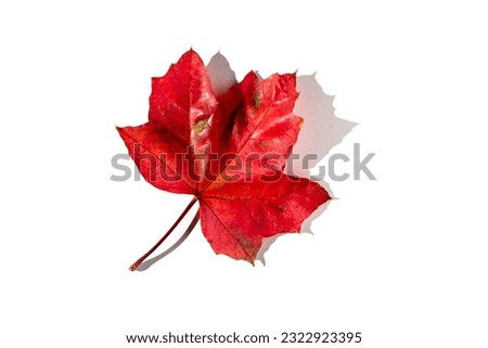 colorful autumn maple leaf with hard light isolated on white background. Warm colors of Autumn