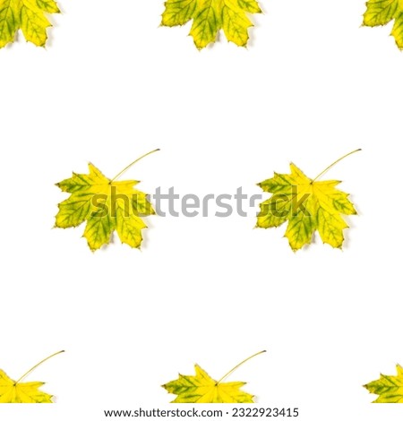 Seamless pattern of colorful autumn maple leaf isolated on white background. Warm colors of Autumn