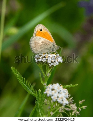 small heath butterfly (coenonympha pamphilus) on white yarrow (achillea millefolium) blossom in alpine meadow in early summer; biodiversity save the ecosystem concept with blurred background Royalty-Free Stock Photo #2322924415
