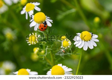 macro of a ladybug (coccinella magnifica) on chamomile blossom; pesticide free biological pest control through natural enemies organic farming concept.  Royalty-Free Stock Photo #2322925023