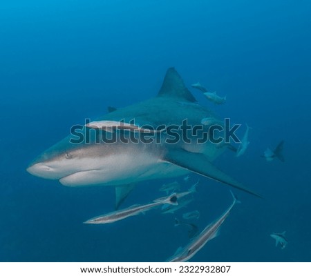 bull shark toro tiburon big shark