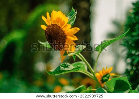 sunflowers on the background beautiful bokeh blurred 