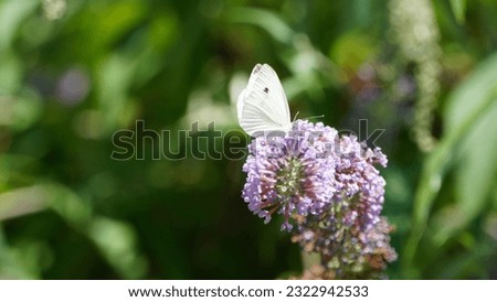 Butterfly in white: Exploring the charming world of Small white butterfly (Pieris rapae). Summer season