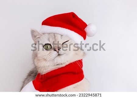A cute white cat, sitting in a red Santa hat, winking