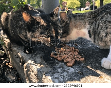 Macro photo eating cats. Stock photo animals cats kittens