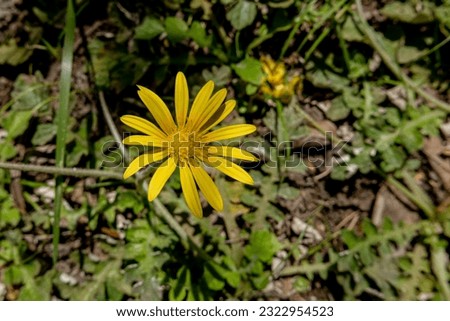 simple and cheerful little solitary flower in the countryside
