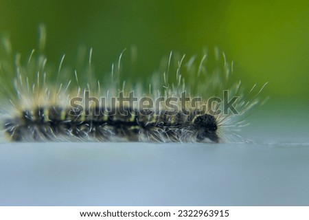 A caterpillar gracefully walking on the floor, with its long hairs standing out in sharp focus, adding an element of fascination