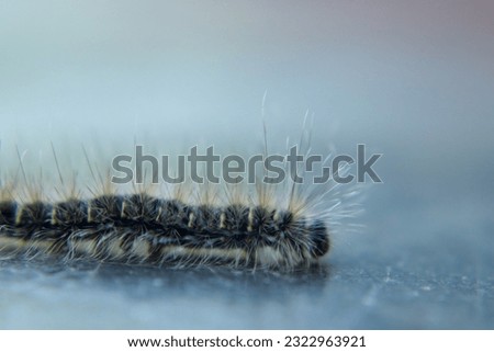 A caterpillar gracefully walking on the floor, with its long hairs standing out in sharp focus, adding an element of fascination