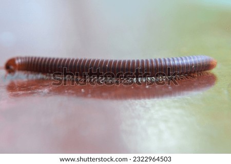 millipede takes deliberate steps, gracefully exploring the floor with its intricate movements and fascinating anatomy