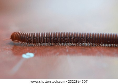 millipede takes deliberate steps, gracefully exploring the floor with its intricate movements and fascinating anatomy