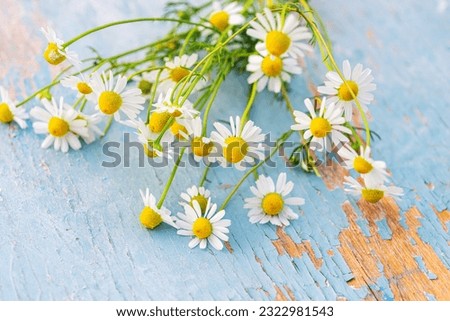 Chamomile or camomile flowers on an old blue wooden background, rustic style