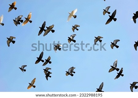Flying birds in the blue sky 