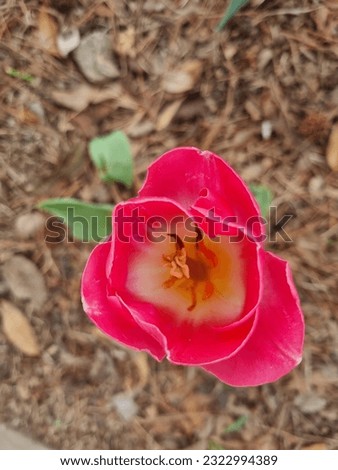 I took a picture of pretty tulips in the front yard of the church