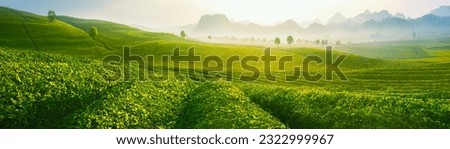 Green tea plantation at sunrise time,nature background. Royalty-Free Stock Photo #2322999967