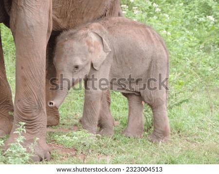 Elephants in Sri Lanka in the Wild. Visit Sri Lanka