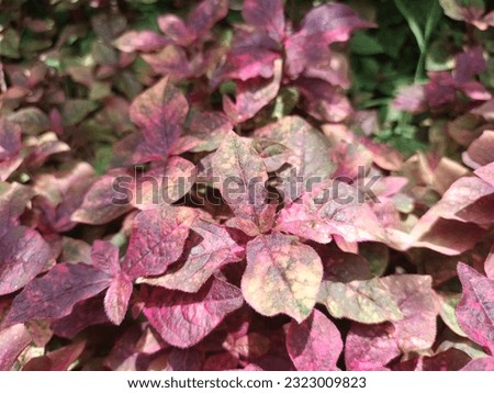 Beautiful purple leaves of 
Alternanthera brasiliana,  also known as large purple alternanthera, metal weed, bloodleaf, parrot leaf, ruby leaf, Brazilian joyweed, in the garden background texture. Royalty-Free Stock Photo #2323009823