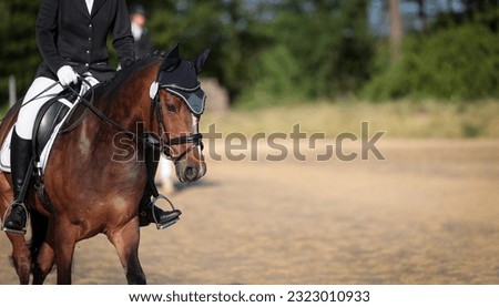 Dressage horse with rider, arranged on the left of the picture, the focus is on the horse's head.
