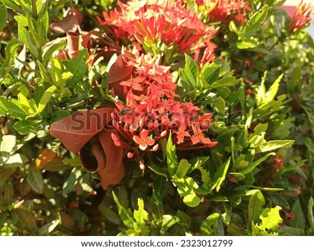 A classic picture of Jungle geranium, or Ixora coccinea, growing in the natural park on a sunny day.
