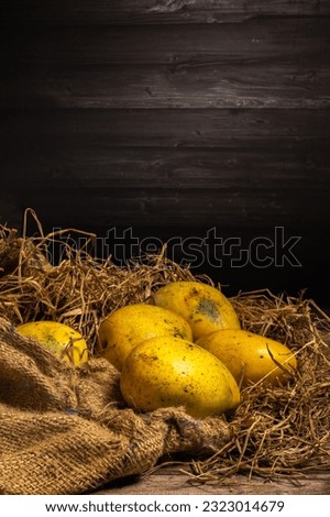 Organic cultivated Banganapalle mangoes naturally ripen  in the farms of Andhra Pradesh state of India  on a rustic wooden dark background- selective focus