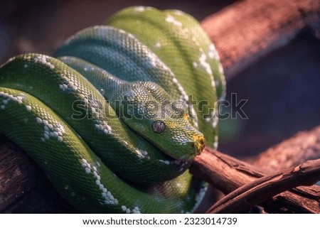 Green tree python (Morelia viridis) wrapped around branch and watching surroundings