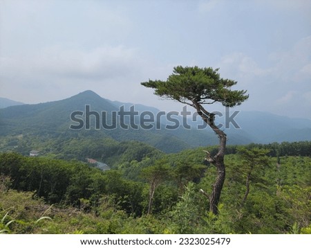 lonely pine tree on the top of the mountain