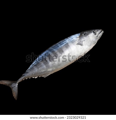 Bonito Fish on a Black Background