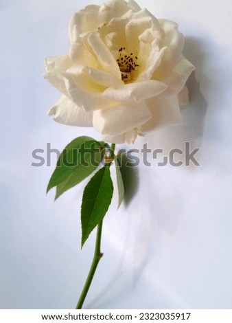 a fresh and bright white rose on a white background 