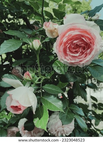 Garden flowering roses in a vintage style. Summer 2023