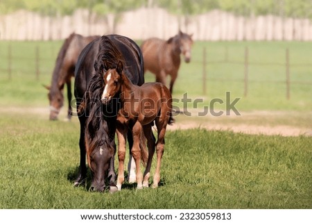 A thoroughbred beautiful chestnut Mare with a foal. Horses grazing in pasture. Sunlight. Summer pasture Royalty-Free Stock Photo #2323059813