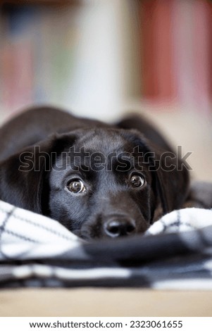 Portrait of an adorable cute 11 week old pedigree black Labrador puppy in a lying down position with his blanket in a living room setting with copy space Royalty-Free Stock Photo #2323061655