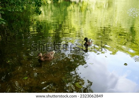 Ducks swimming on top of a lake