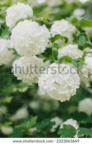 Beautiful branch with white flowers of Viburnum Boule de Neige Roseum in a spring garden. Selective focus. Royalty-Free Stock Photo #2323063669