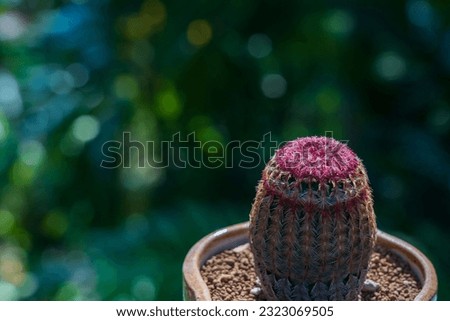 Rainbow cactus (Echinocereus rigidissimus rubispinus) in small pot on natural background Soft focus
