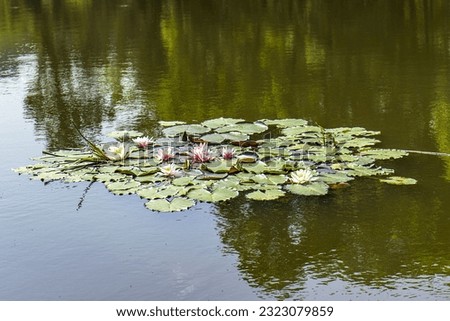 Abstract photo of a water lily on a pond in a castle park. Water plant, water lilies, floating island on the surface of the lake. Pond, water lilies, leaves, foliage, white flowers.