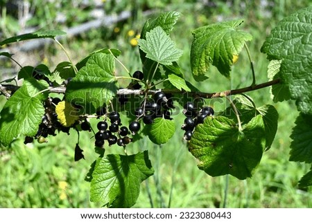 Berries of black currants (Ribes nigrum)  Royalty-Free Stock Photo #2323080443