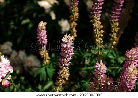  Lupin is cosmopolitan, which means that he is practically everywhere. ... Germany has developed a technology for refining seeds of alkaloid lupin (Lupinus angustifolius) to obtain pure protein. 