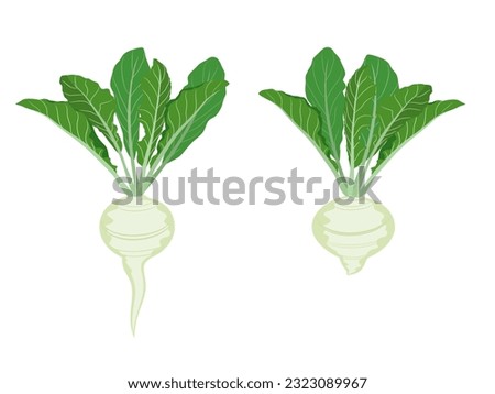 turnips on a white background. Royalty-Free Stock Photo #2323089967