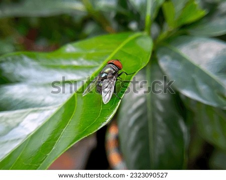 close-up photo of a green fly on a leaf. selective focus 