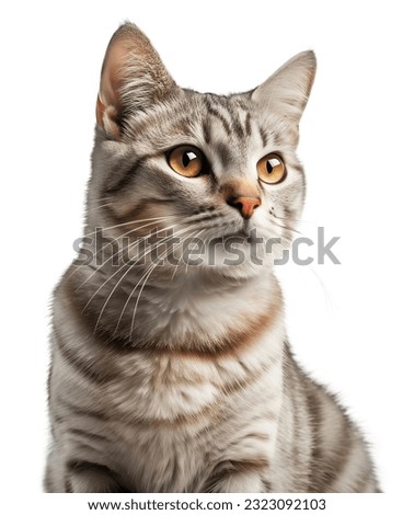 Sitting sweety cat looking aside. Portrait on transparent background.	
