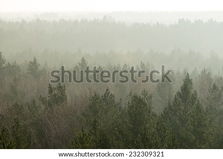 panoramic view of misty forest. far horizon.