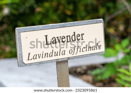 A small wooden flower marker on a small wood post. The board has beige colored background with brown letters spelling out lavender lavindula officinale. The plant marker is in front of a walkway.