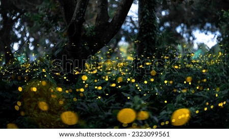 Firefly flying in the forest. Firefly lights in the night like a fairy tale. Fireflies in the bush at night in Prachinburi Thailand. Light from fireflies at night in the forest, Long exposure photo.8ค Royalty-Free Stock Photo #2323099561