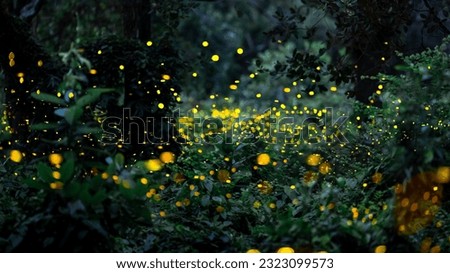 Firefly flying in the forest. Firefly lights in the night like a fairy tale. Fireflies in the bush at night in Prachinburi Thailand. Light from fireflies at night in the forest, Long exposure photo.8ค Royalty-Free Stock Photo #2323099573