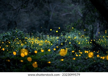 Firefly flying in the forest. Firefly lights in the night like a fairy tale. Fireflies in the bush at night in Prachinburi Thailand. Light from fireflies at night in the forest, Long exposure photo.8ค Royalty-Free Stock Photo #2323099579