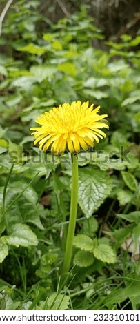 in the picture you can see a yellow dandelion in a meadow and in the background you can see several plants.