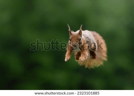Eurasian red squirrel (Sciurus vulgaris) jumping in the forest of Noord Brabant in the Netherlands. Green background.