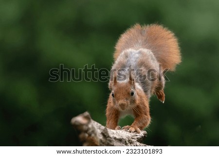 Eurasian red squirrel (Sciurus vulgaris) jumping in the forest of Noord Brabant in the Netherlands. Green background. Royalty-Free Stock Photo #2323101893